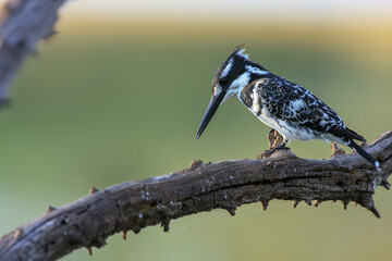 kingfish bird  Kgalagadi Transfrontier Park one of the great parks of South Africa wildlife and hospitality in the Kalahari desert