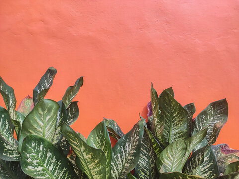 Dieffenbachia or sri rejeki ornamental plant is one type of ornamental plant that has poisonous sap with an orange wall background