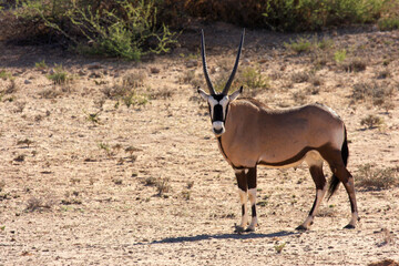Kgalagadi Transfrontier Park one of the great parks of South Africa wildlife and hospitality in the Kalahari desert