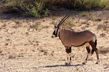 Kgalagadi Transfrontier Park one of the great parks of South Africa wildlife and hospitality in the Kalahari desert