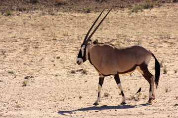 orix Kgalagadi Transfrontier Park one of the great parks of South Africa wildlife and hospitality...