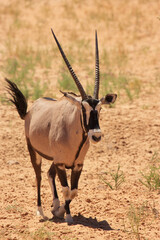 Kgalagadi Transfrontier Park one of the great parks of South Africa wildlife and hospitality in the Kalahari desert