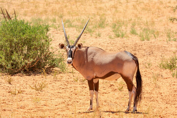 Kgalagadi Transfrontier Park one of the great parks of South Africa wildlife and hospitality in the Kalahari desert