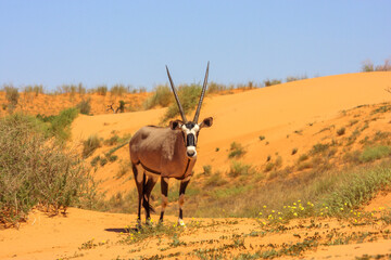 Kgalagadi Transfrontier Park one of the great parks of South Africa wildlife and hospitality in the Kalahari desert
