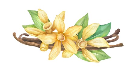 Vanilla flowers , pods and green leaves. Hand drawn watercolor isolated illustration