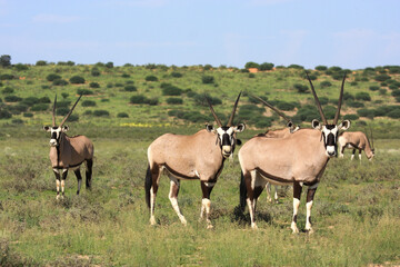 oryx kgalagadi Transfrontier Park one of the great parks of South Africa wildlife and hospitality in the Kalahari desert