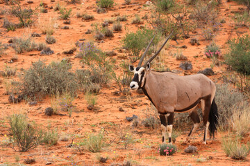Kgalagadi Transfrontier Park one of the great parks of South Africa wildlife and hospitality in the Kalahari desert