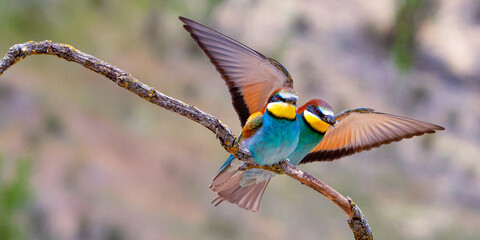 Bee-eater, Merops apiaster, Mediterranean Forest, Castilla y Leon, Spain, Europe