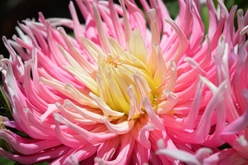 Dahlia Flower - Colourful Summer flowers that attract bees in the garden