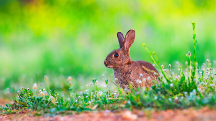 Fototapeta premium European Rabbit, Oryctolagus cuniculus, Mediterranean Forest, Castilla La Mancha, Spain, Europe
