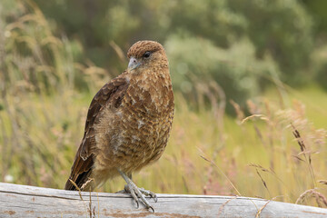 Close up of a chimango caracara sitting on a fence near Ensenada Bay, a side arm of the Beagfe Channel in the vicinity of Ushuaia. Selective focus on the bird