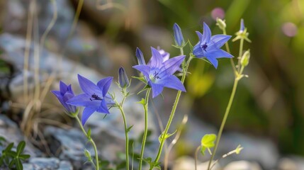 Spreading bellflower scientifically named Campanula patula seen in the wild on a sunny spring day