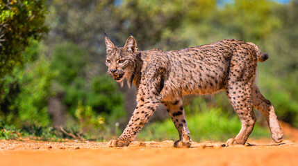 Iberian Lynx, Lynx pardinus, Mediterranean Forest, Castilla La Mancha, Spain, Europe