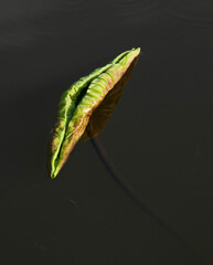 The beautiful white lotus and its leaf