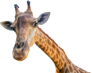 Giraffe long neck safari animal isolated on white background