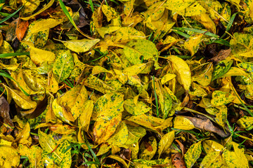 Seamless pattern autumn golden leaves make a bright carpet on the ground