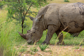 white rino Kgalagadi Transfrontier Park one of the great parks of South Africa wildlife and hospitality in the Kalahari desert