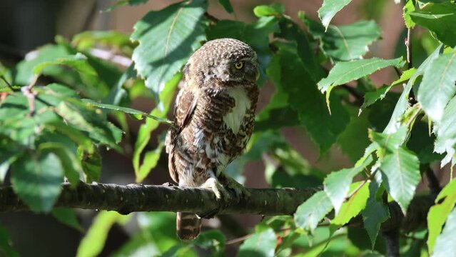 Collared owlet 