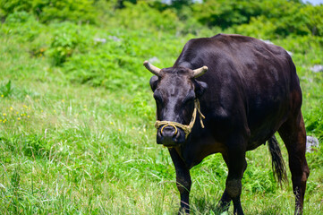 牛が高原で草を食む夏の風景