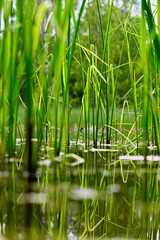 Obraz premium grass in water