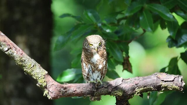 Collared owlet 