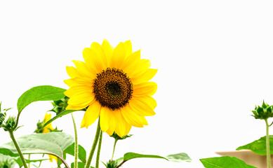 鮮やかな黄色いひまわりのクローズアップ、夏の背景画像