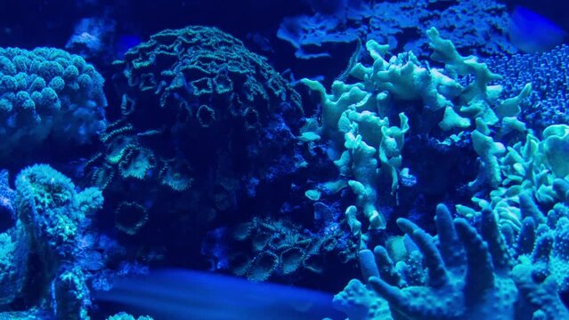 Oceanarium with many different species of fish