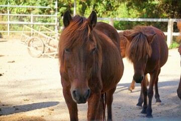 two horses in the farm