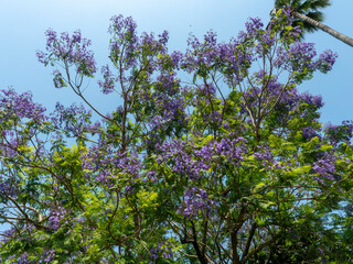 青空に映えるジャカランダの花