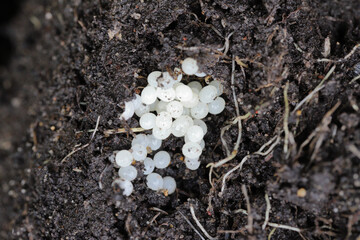 Eggs laid by a slug in the soil.