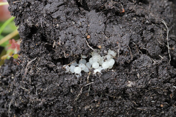 Eggs laid by a slug in the soil.