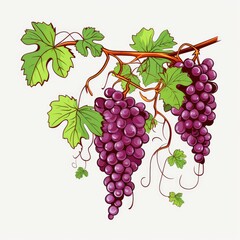 Intricately Crafted Grapevine Vector on White for Creative Projects