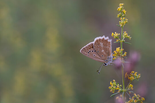 female brown butterfly on yellow flower, Polyommatus daphnis