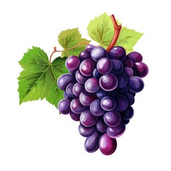 Obraz premium Fresh Grape Bunches in Rich Colors on White Background