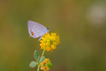 blue little butterfly, Chapman’s Cupid, Cupido argiades