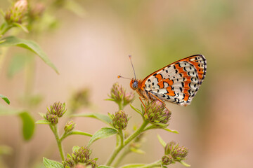 Red butterfly on plant, Caucasian Spotted Fritillary, Melitaea Interrupa