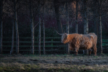 Beautiful, long furred or haired, ginger coloured Scottish Highland cow in the St Annes Park near Leixlip, Dublin, Ireland