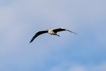 Grey heron in flight