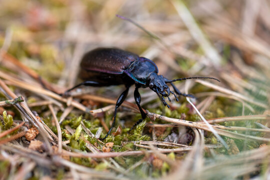 Bronze carabid, Carabus nemoralis