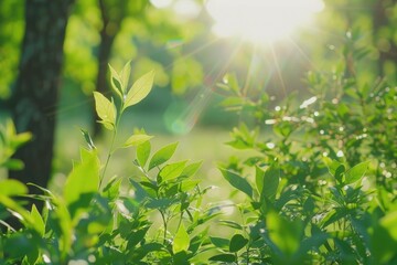 Defocused green trees in forest or park with wild grass and sun beams. Beautiful summer spring natural background.