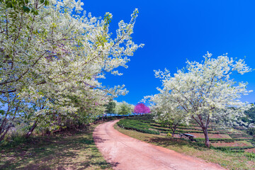 Colorful wild himalayan cherry (sakura) flower among Tea plantation at Doi Angkhang , Chiangmai , Thailand.