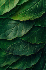 Naklejka premium Close Up of Overlapping Flat Lay Green Leaves . Nature, Botanical, Earth Day background, copy space. 