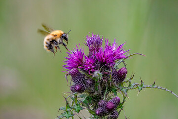 Carder Bumblebee in Flight