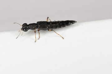 Water Skater Beetle (Stenus sp.). A tiny predatory beetle of the rove beetles family (Staphylinidae).