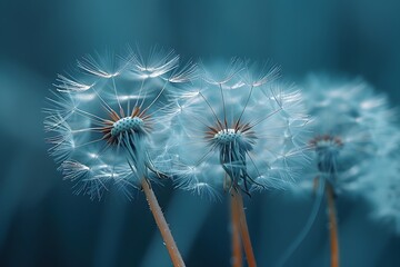 Dandelions with Water Droplets in Elegant Blue Tones for Nature-Themed Design and Decor