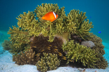 Fiji Barberi Clownfish - Anemonefish - clown fish swimming  above anemone on shallow coral reef