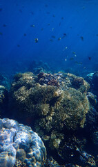 Underwater photo of corals at a colorful coral reef in sunlight rays. From a scuba dive in Bali. Indonesia. Asia