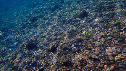 Underwater photo of corals at a colorful coral reef in sunlight rays. From a scuba dive in Bali. Indonesia. Asia