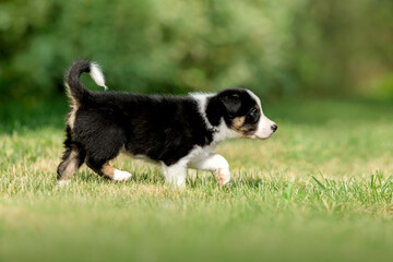 Adorable border collie puppy frolics in lush green grass, embodying the spirit of canine...