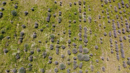 Beautiful lavender fields from the air.
